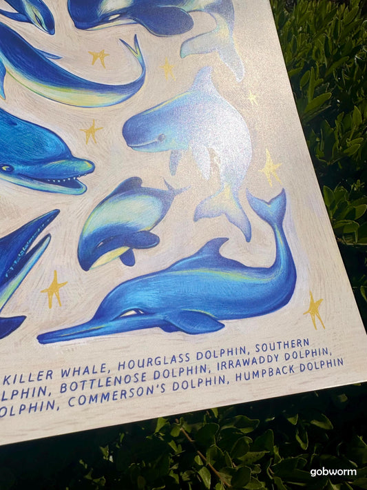 Oceanic Dolphins Print 8.5"x 11"